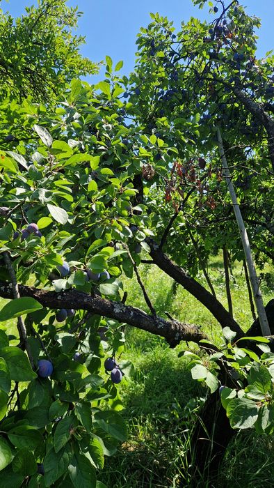 Prune centenar de vanzare