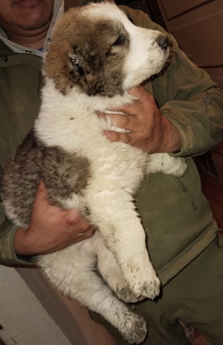 Күшік 2 айлық 50000