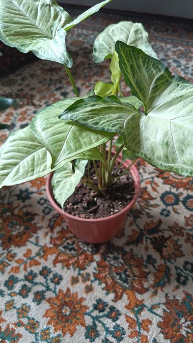 Продам Сингониум