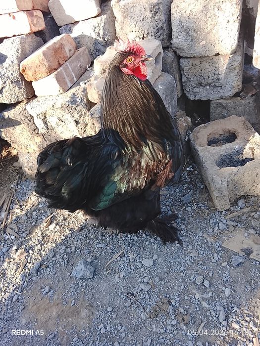 Петухи брама продам