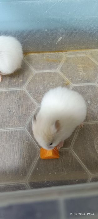 Хомячки Сирийские!