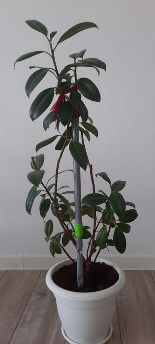 Продаются цветы комнатные