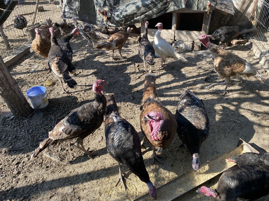 Curci de casă crescute natural