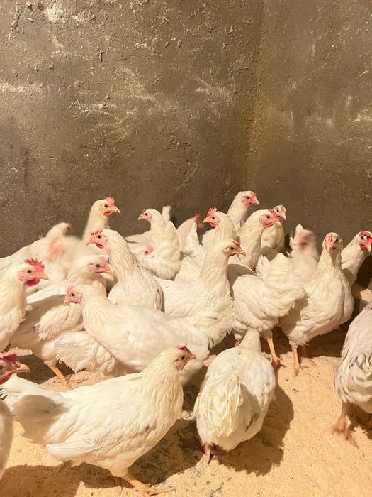 Куры молотки КОРАЛЫ 5 месяцев