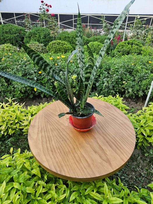 Үй гулдері сатылады