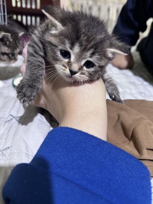 Продам шикарных котят 1000тг