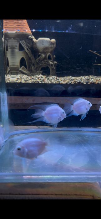 Продам рыб платиновый попугай      г.Тараз