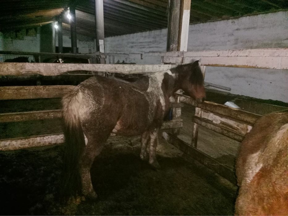 Продам кобылу,возможен обмен