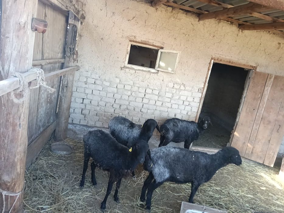 Қойлар сатылады ,қорада басылған.