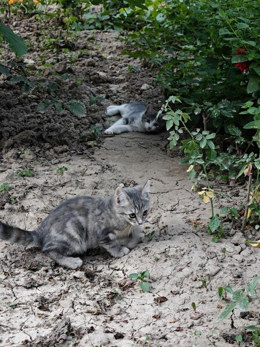 Котость 2 котенка
