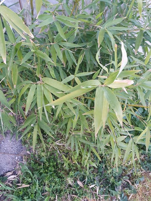 Бамбук за жива ограда и колове от бамбук