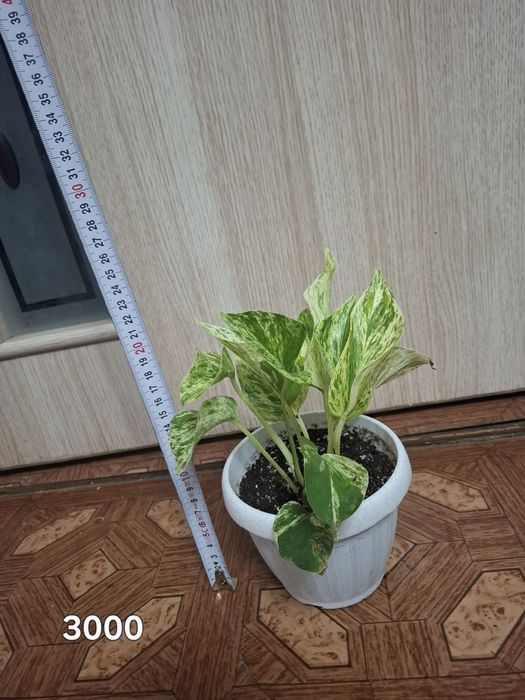 Комнатные растения