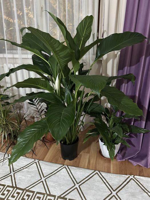 Себастиан гүлі 130см ,