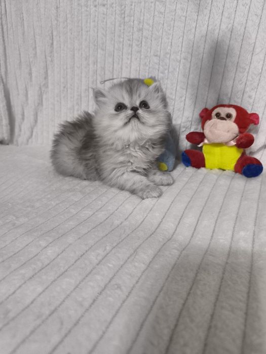 Персидские котята