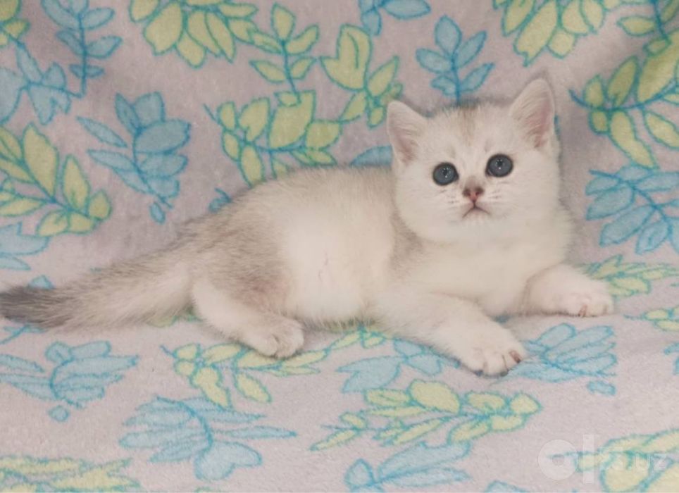 продается котенок, породы серебристый шиншилла,3х месячный, приятный,