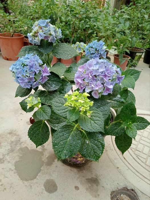 Гортензиялар бог ва  уйингиз учун