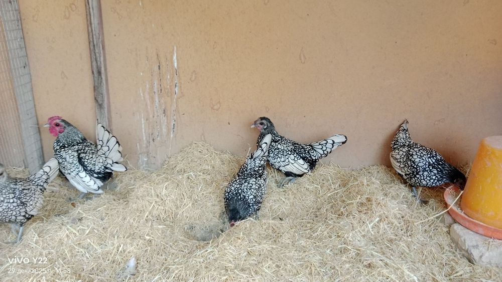 Сибрайт серебро сотилади