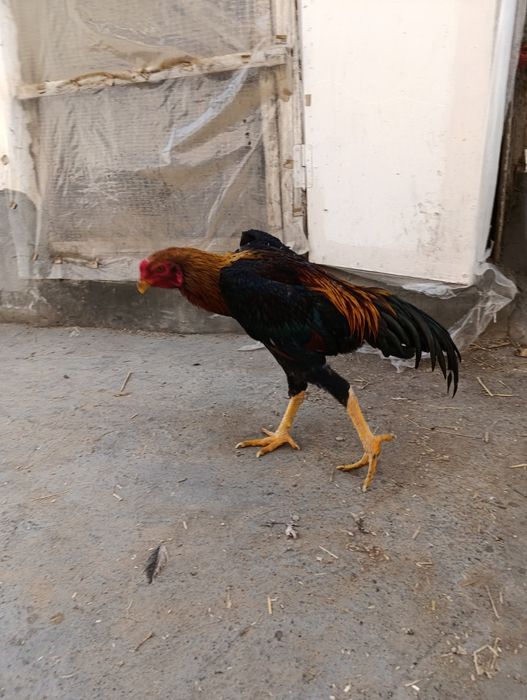 Joja sotiladi 7 oylik