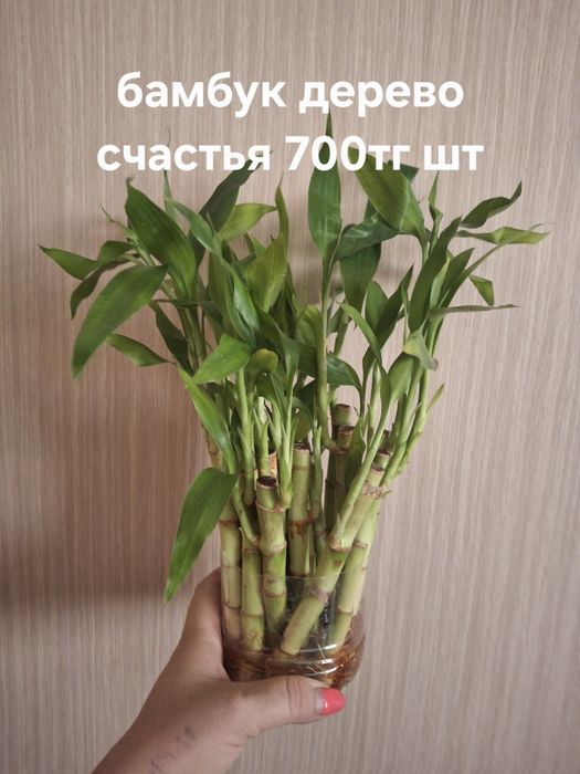 Комнатные растения домашние