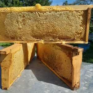 Fagure cu miere de salcam, 100%natural