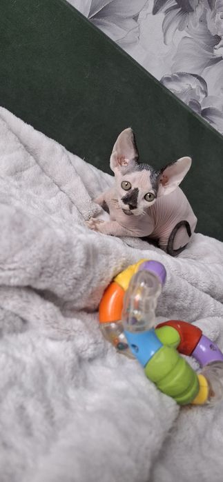 Мальчик сфинкс велюровый