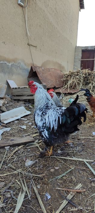 Svetliy Brama va oddiy xashki xorozlar sotiladi