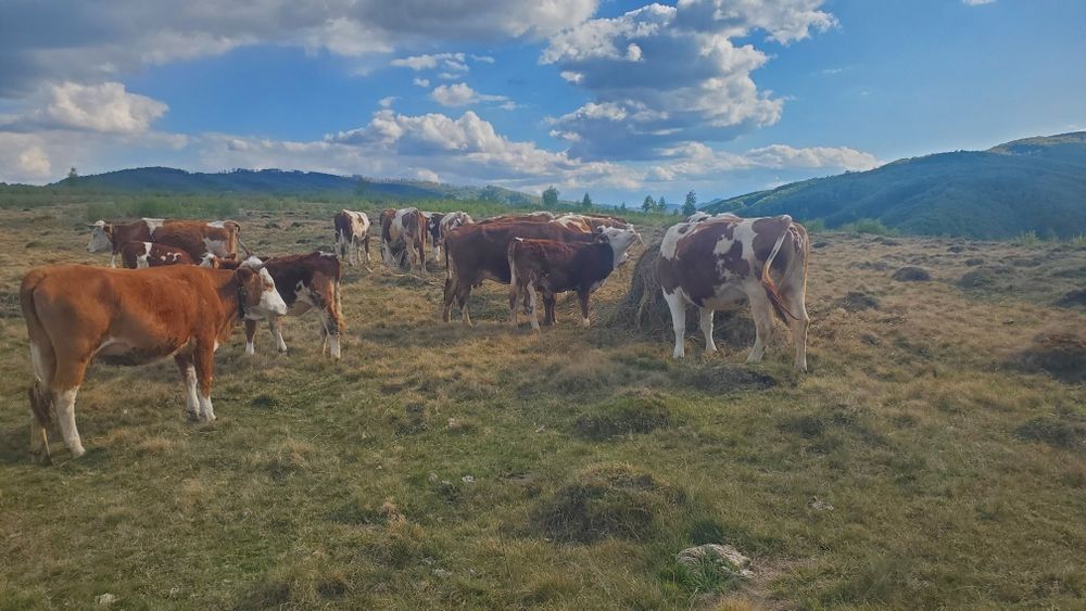 De vanzare ferma 19 vaci si 7 vitei