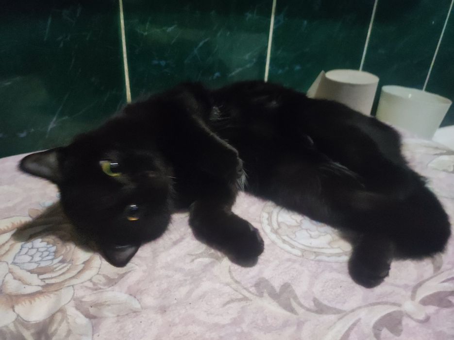 Котенок девочка 4,5месяца