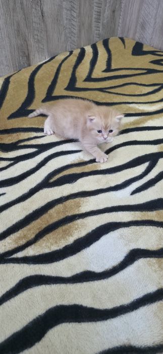 Шотландские вислоухие.