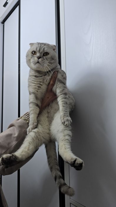 Серебристый тигировий шиншилла мальчик