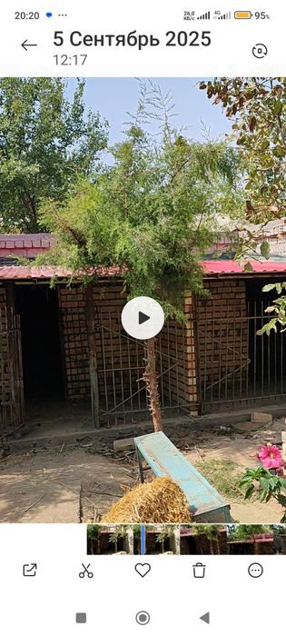 Передержка собак и кошек