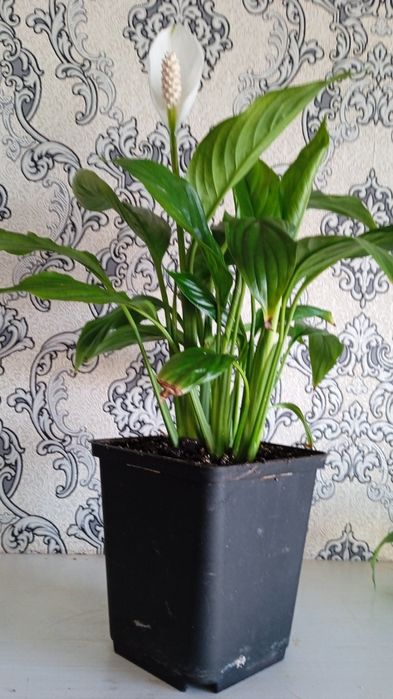 Комнатные растения