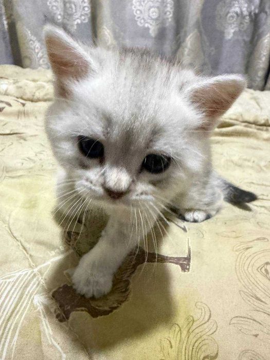 Продаются котята породистые шиншилла стоимость 300 долларов