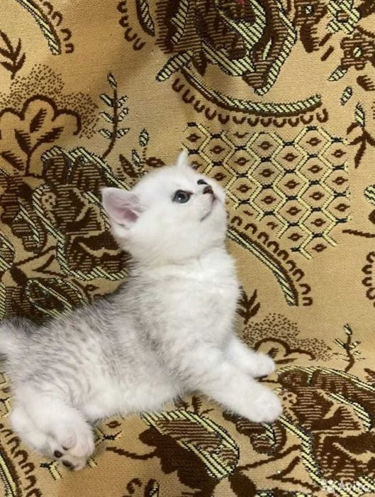 Шотландские Шиншиллы продам