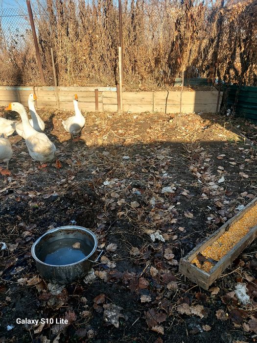 Продам больших гусей