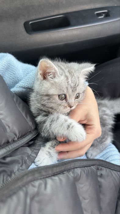 продается скоттиш страйт