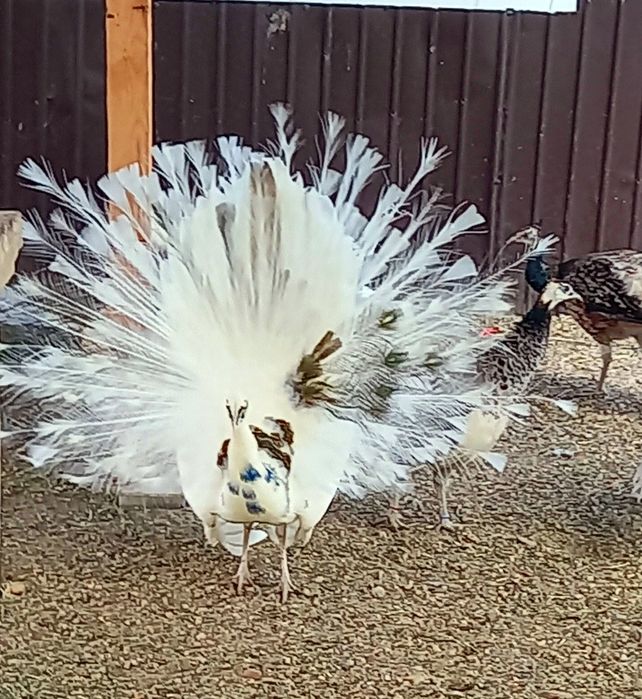 Mascul Paun Silver Dark -Ochi Alb