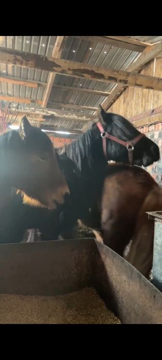 Продам лошадей..