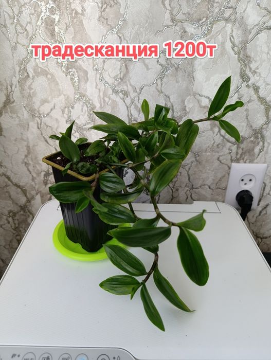 Комнатные растения кжби
