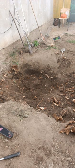 Профессиональный спил деревьев в Актобе