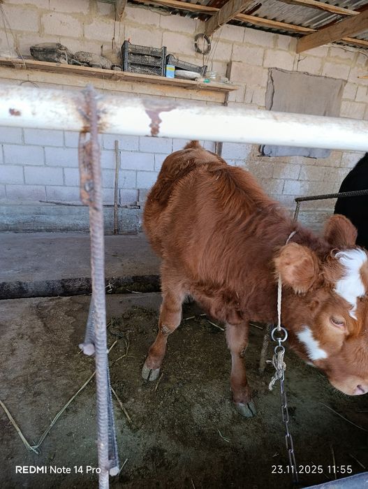 Продаю тёлку.  .