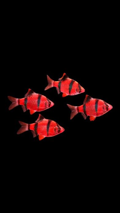 Барбусы гло зеленые и красные