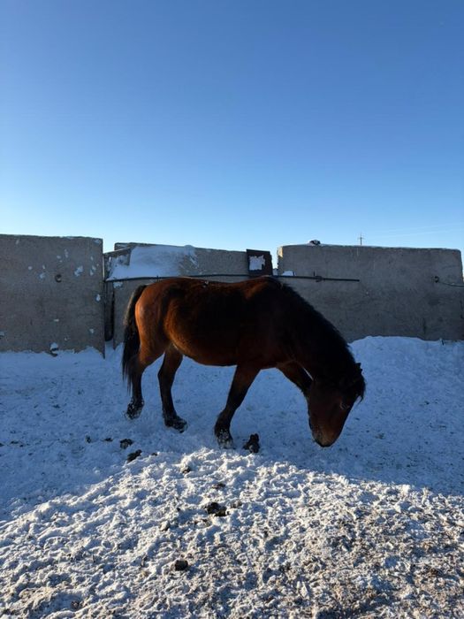 Айғыр / Жеребец продаю