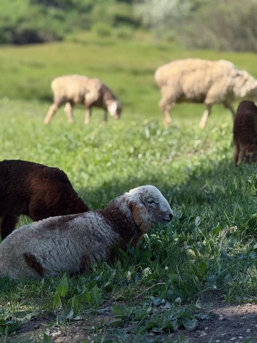 Баран қой қозысымен 60 бас