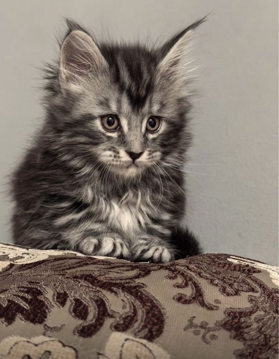 Мейн-кун котятата