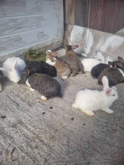 Se vînd iepuri pui