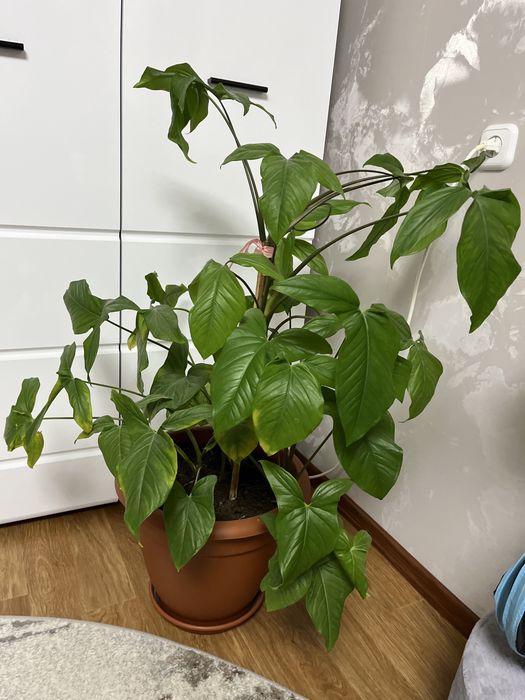 Комнатные цветы .