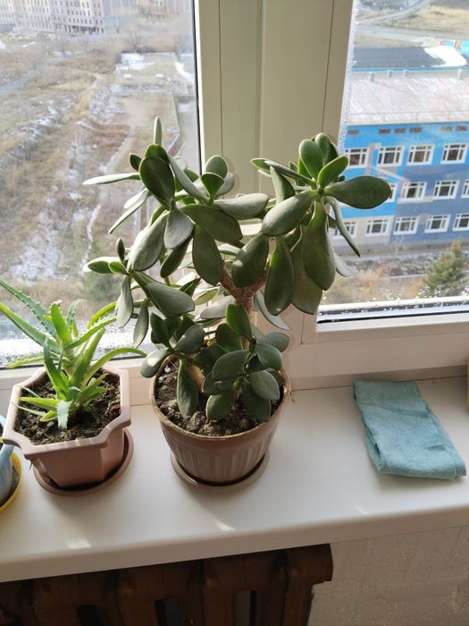 Денежное дерево разных размеров