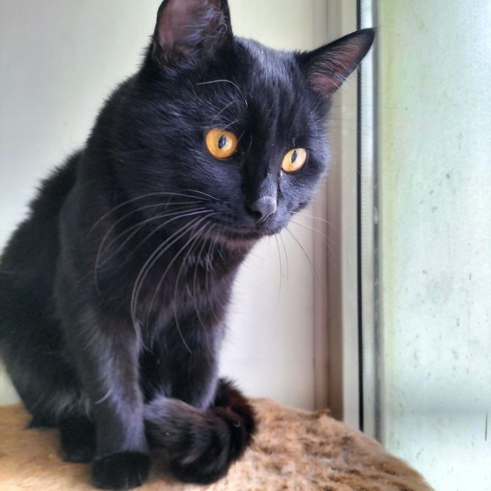 Молодой котик кастрат