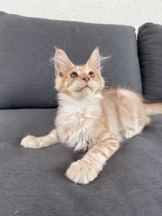 Pui de pisica rasa Maine Coon